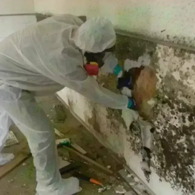 Mold Remediation and Removal in Spring Valley, AZ